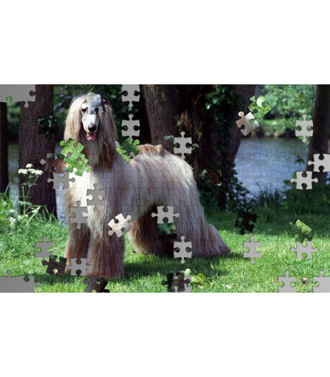 Puzzle photo chien afghan