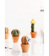cactus rigolo planter aiguille